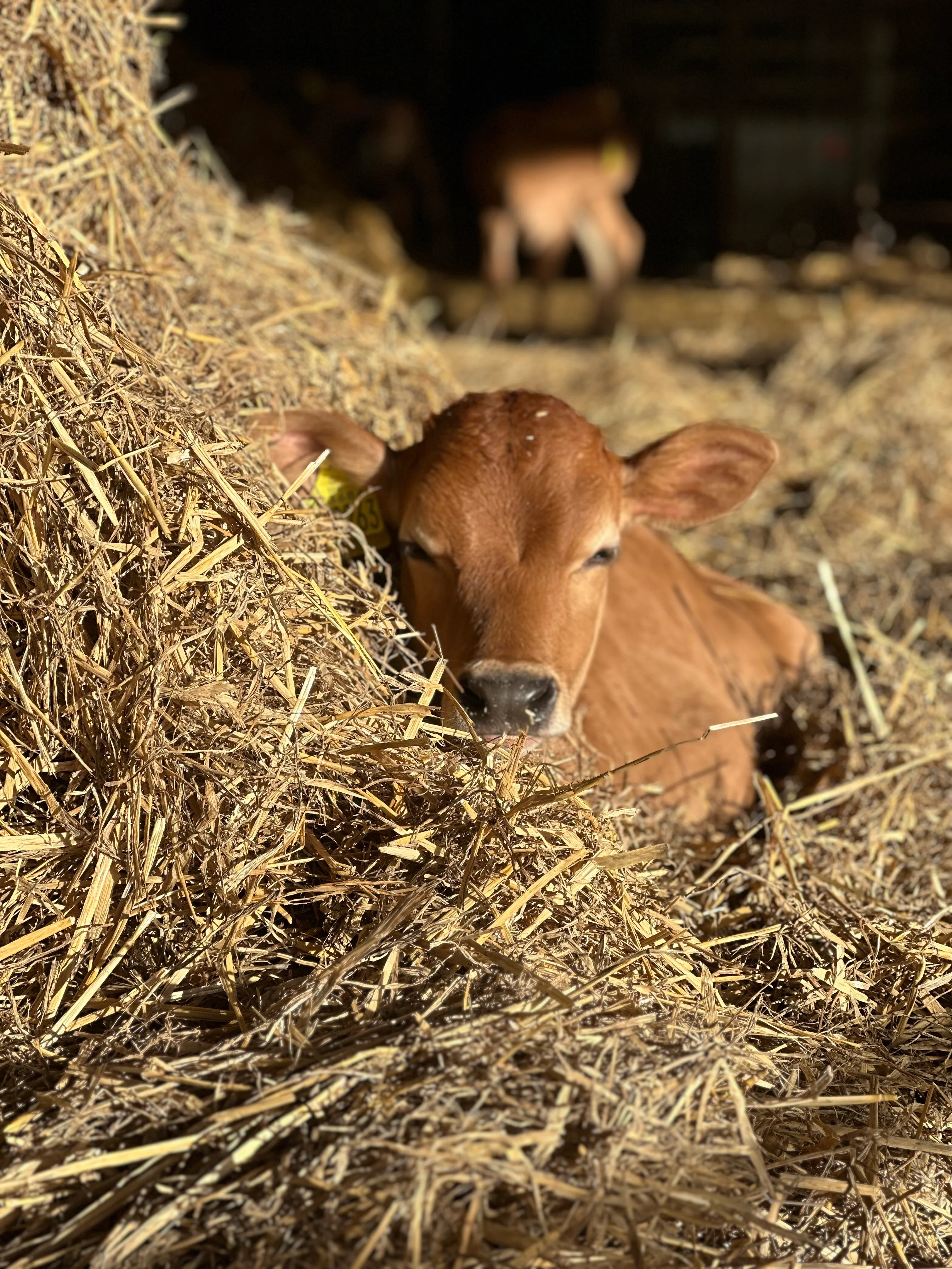 Friends Of Old Hall Farm Membership - Image 3
