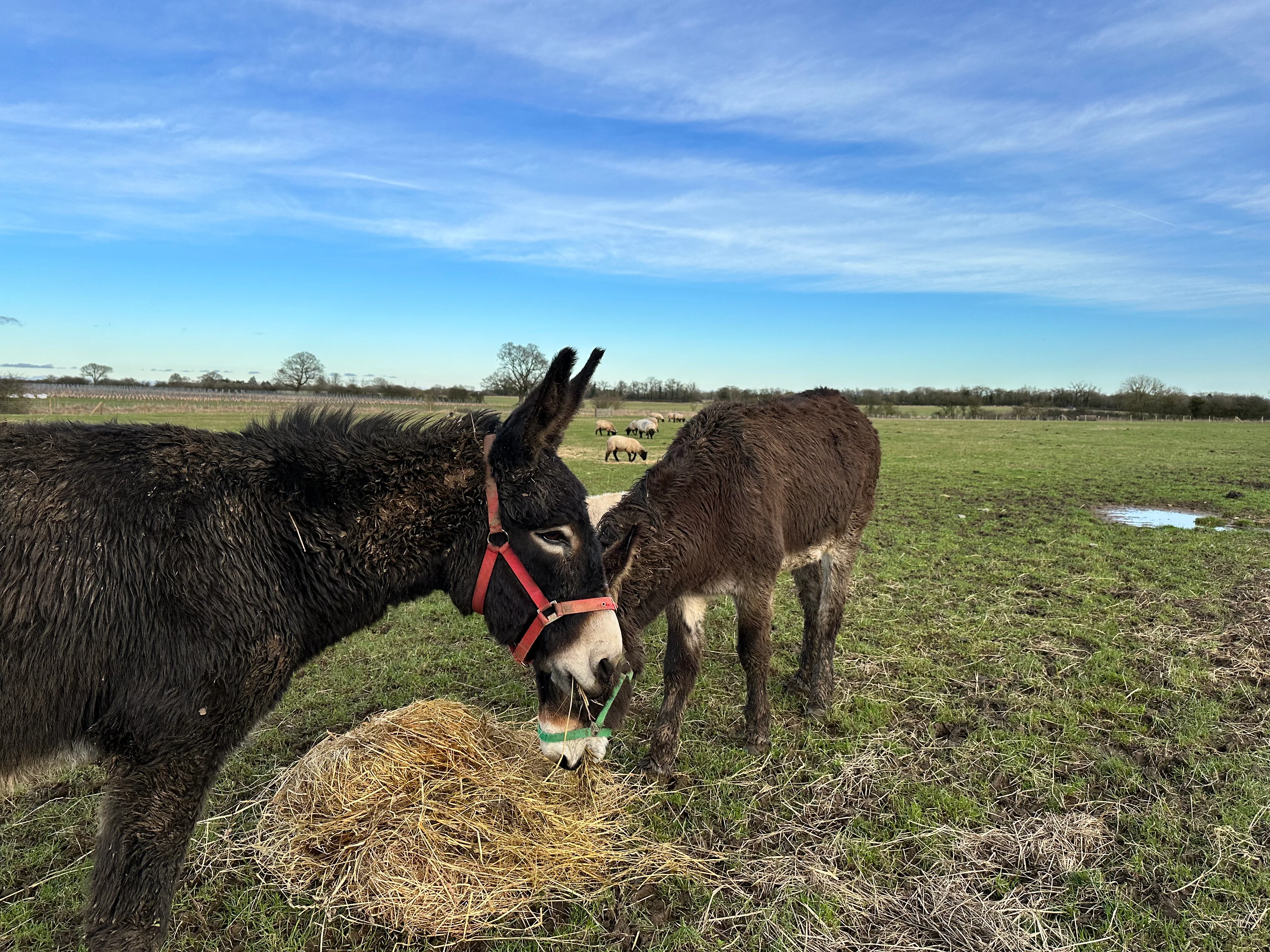 Friends Of Old Hall Farm Membership - Image 4