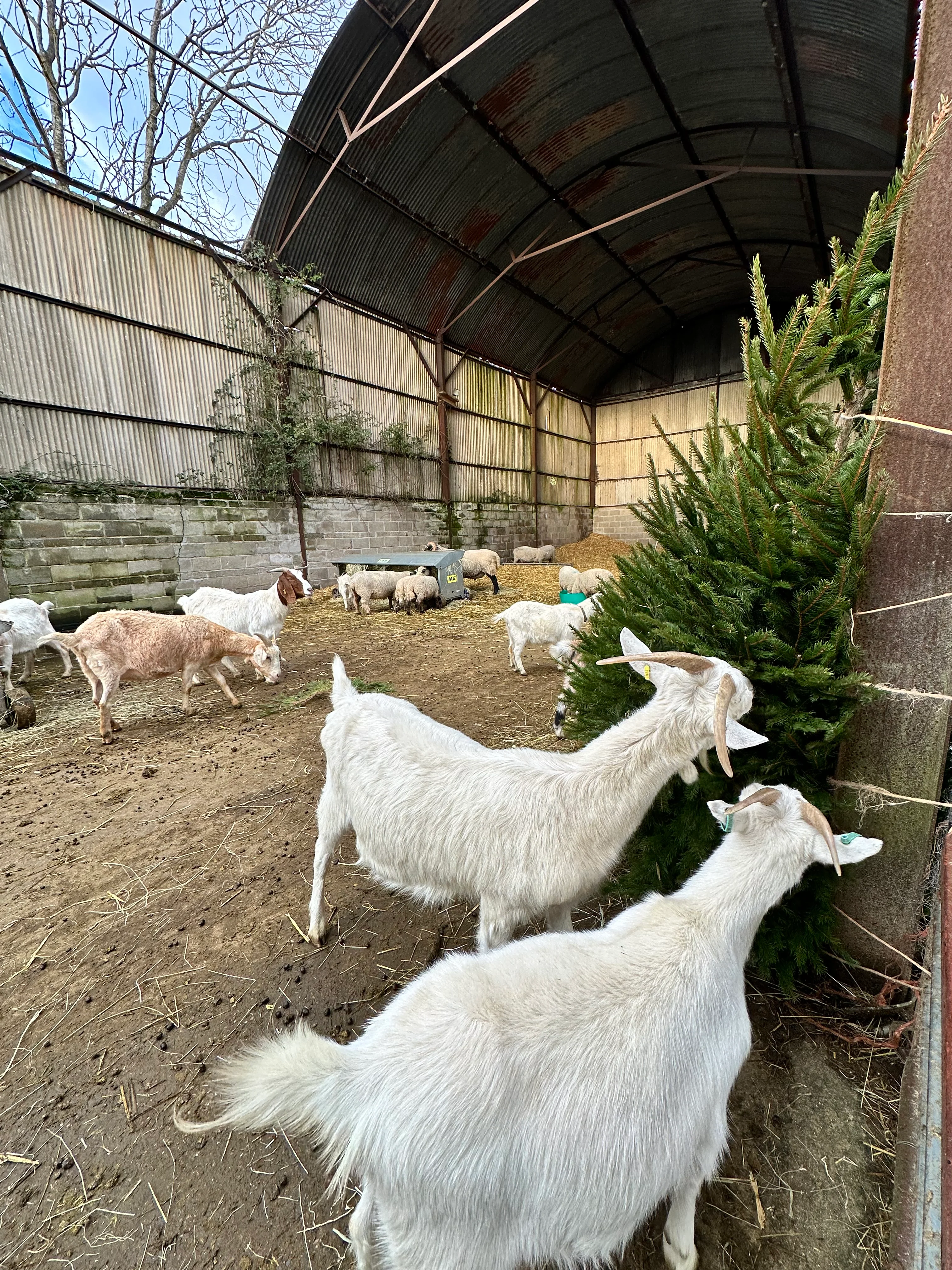 Friends Of Old Hall Farm Membership - Image 5