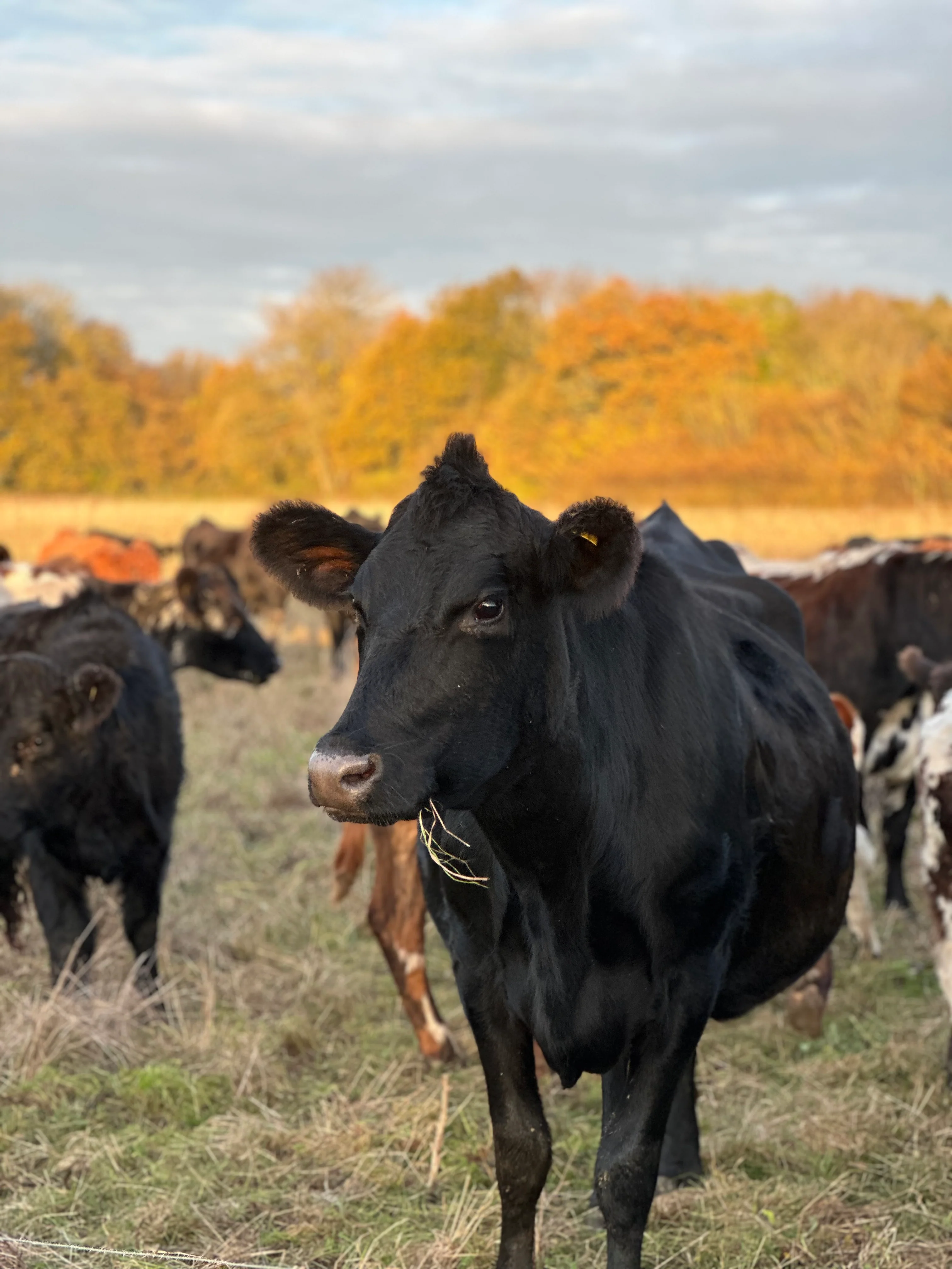 Friends Of Old Hall Farm Membership - Image 8