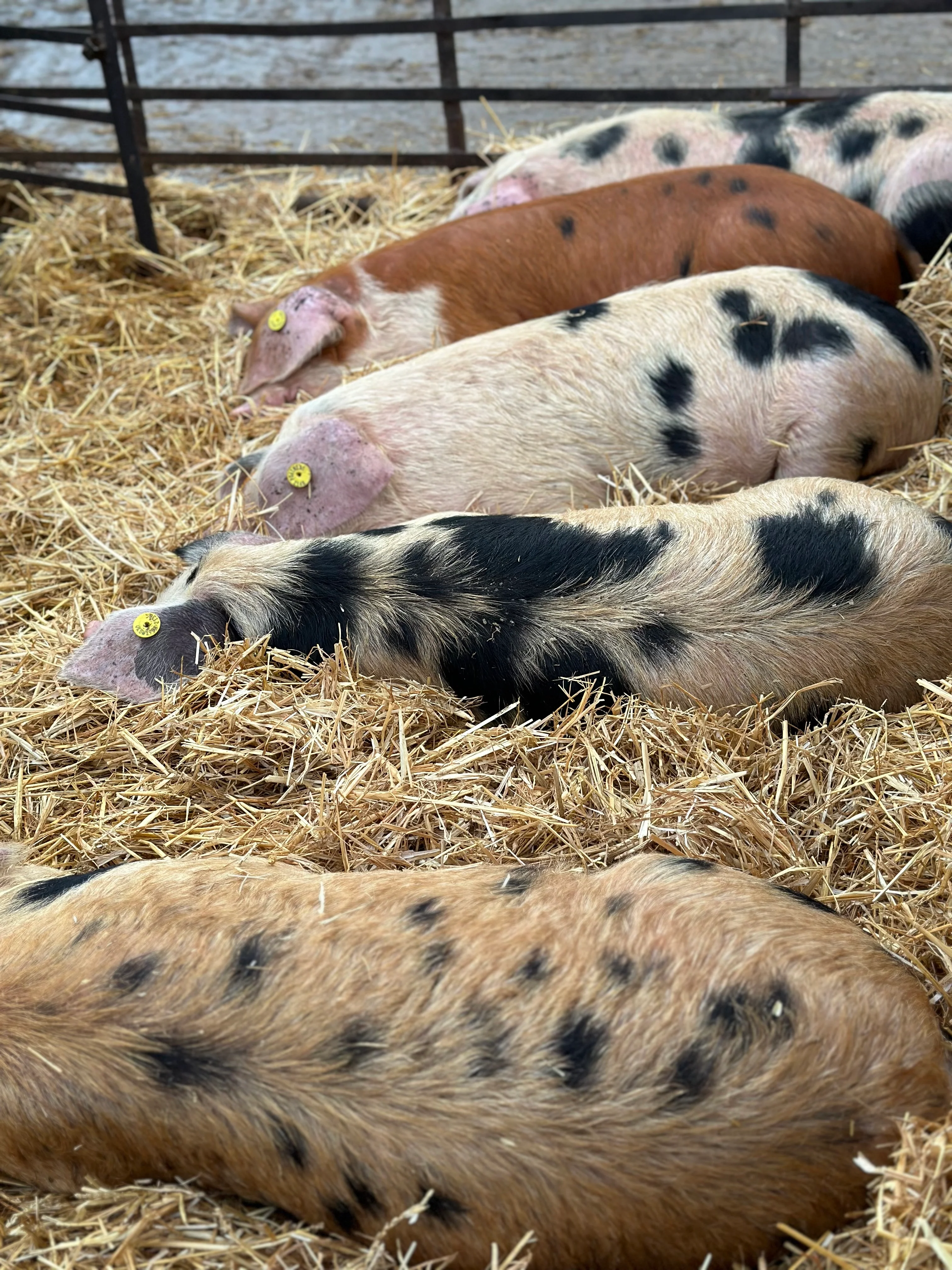 Friends Of Old Hall Farm Membership - Image 9